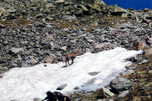 Chamois#1