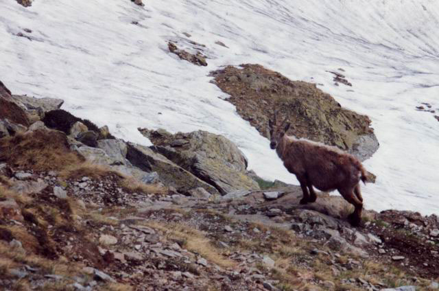 Chamois#3