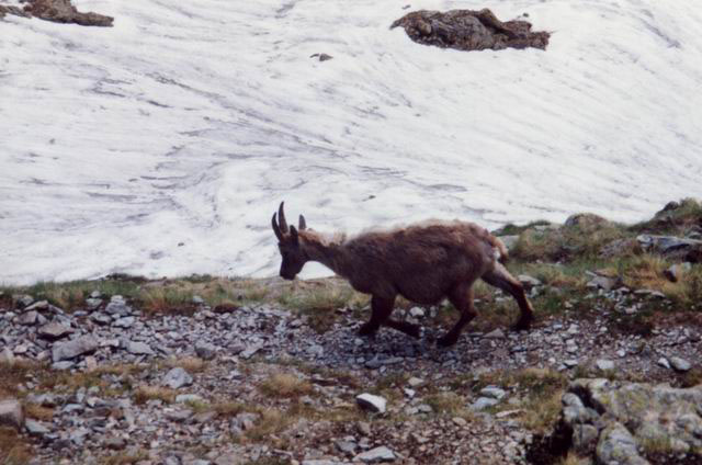 Chamois#4