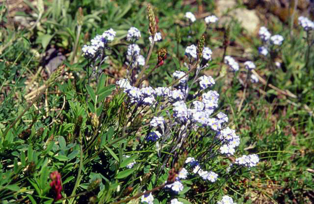 Fleur#12
