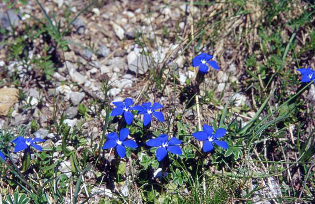 Fleur#14