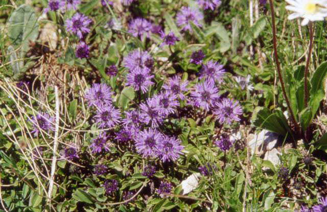 Fleur#15