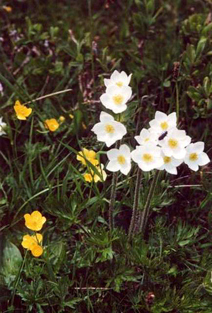 Fleur#19