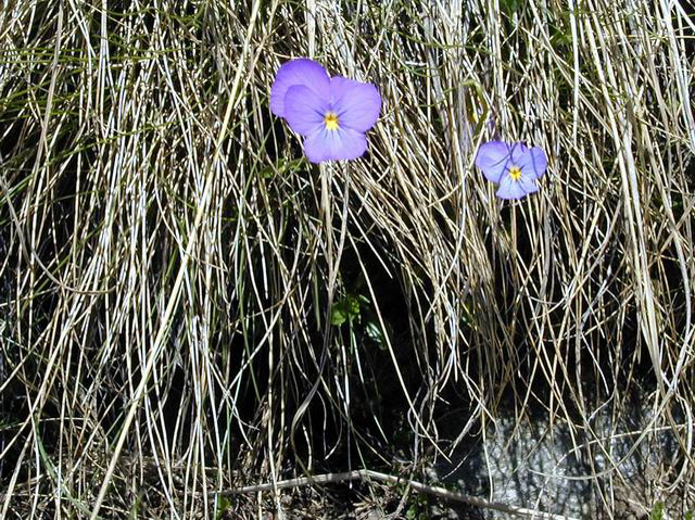 Fleur_1