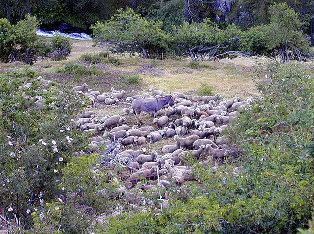 Moutons&Ane