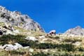Chamois#2
