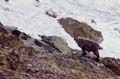 Chamois#3