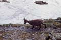 Chamois#4