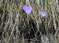 Fleur_1