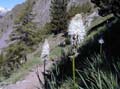 Fleur_3