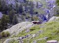 Marmotte#1