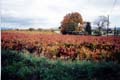 2002nov03-Marathon-Luberon03