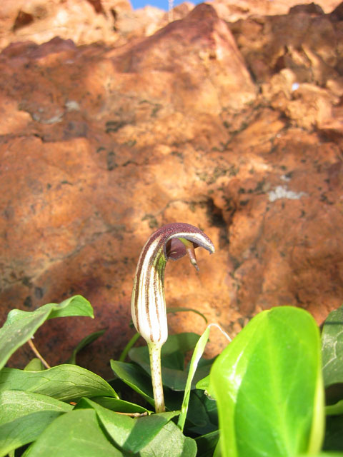 CapDramont_Photo007