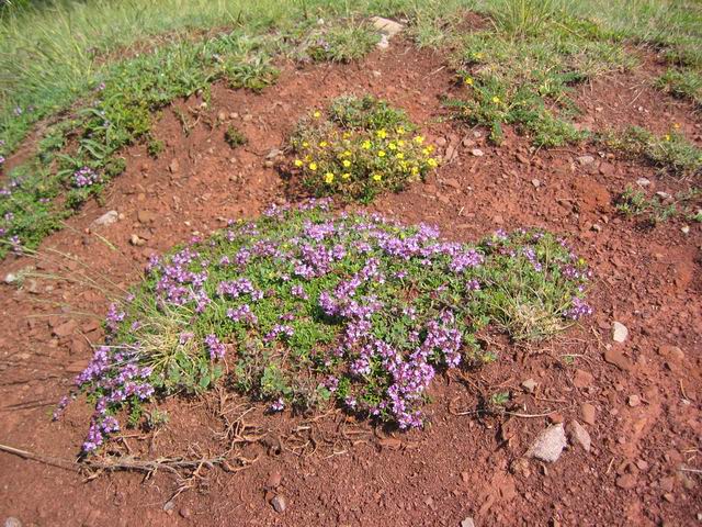 ColdeRoua_Photo027