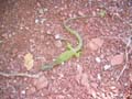ColdeRoua_Photo001