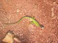 ColdeRoua_Photo002