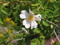 ColdeRoua_Photo018