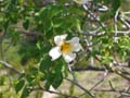 ColdeRoua_Photo019