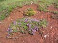 ColdeRoua_Photo027
