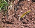 ColdeRoua_Photo029
