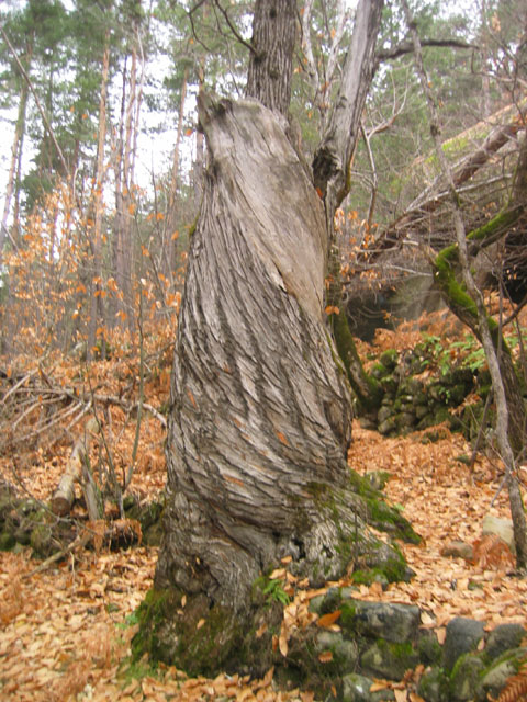 GresAnnot_Photo021