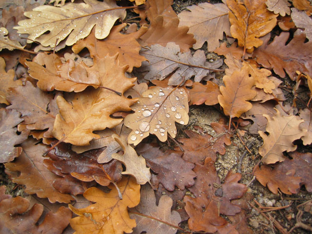 GresAnnot_Photo057