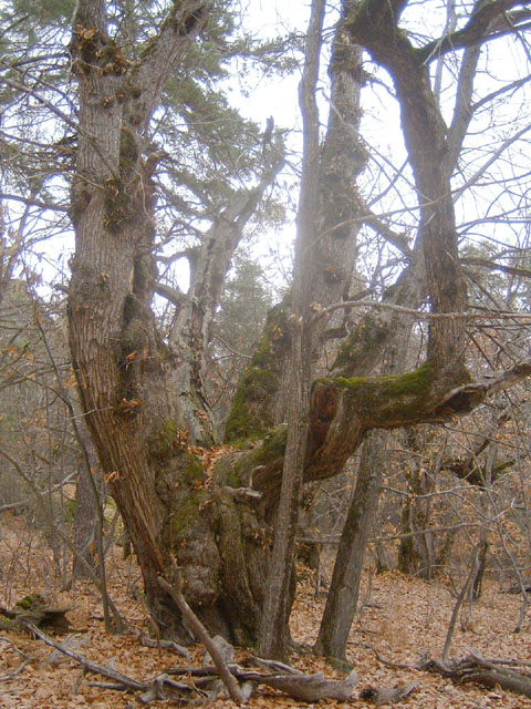 GresAnnot_Photo066