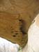 GresAnnot_Photo050