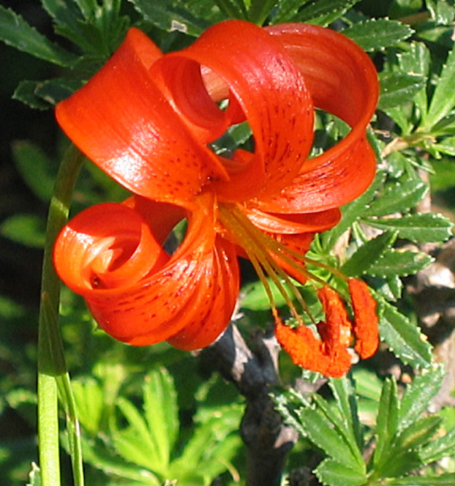 SauchaNegra_Photo006