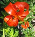 SauchaNegra_Photo006