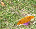 SauchaNegra_Photo011