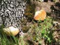 SauchaNegra_Photo021