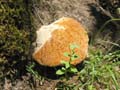 SauchaNegra_Photo022