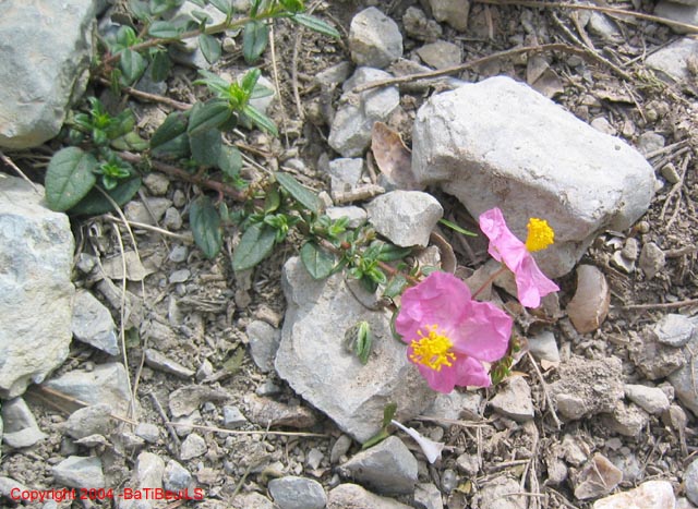 Airole-Breil_Photo032