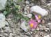 Airole-Breil_Photo032