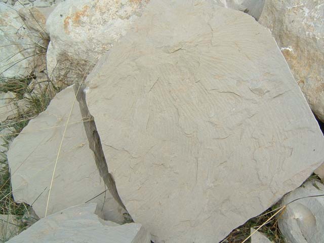 DSCF0020
