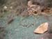 ColPierreCoucou_Photo017