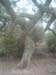 ColPierreCoucou_Photo034