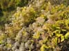 CreteDuBauroux_Photo_017