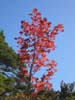 CreteDuBauroux_Photo_026