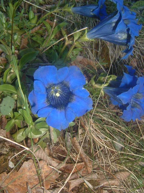 DSCF0006