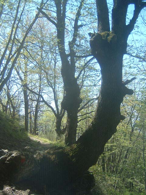 DSCF0042