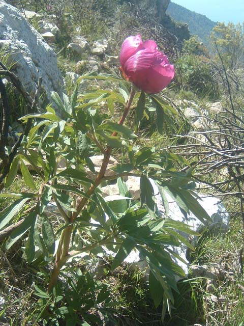 DSCF0064