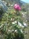 DSCF0064