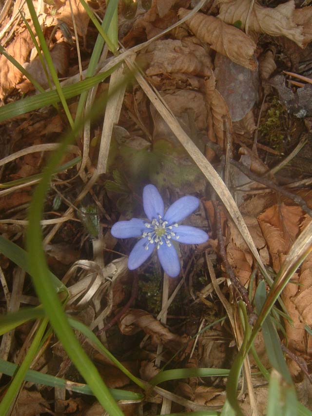 MontStMartin_Photo013