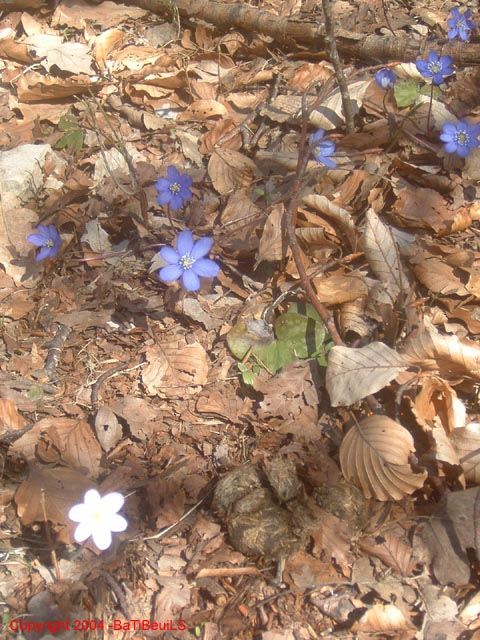 DSCF0096
