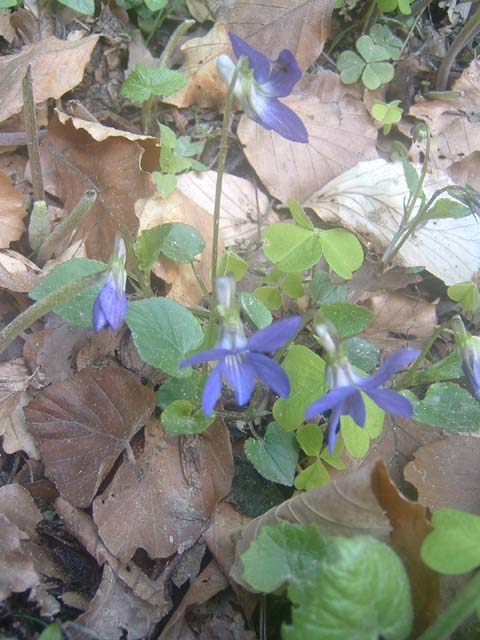 dscf0038