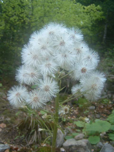 dscf0039