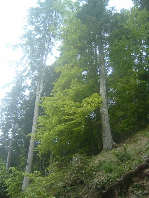 dscf0062
