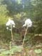 dscf0035